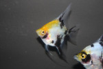 Maanvis Koi